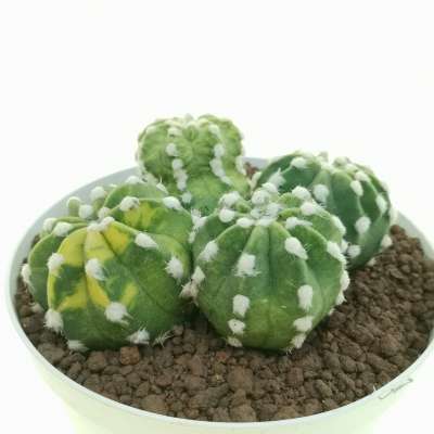 Echinopsis subdenudata cv. fuzzy navel f. variegata - Giromagi