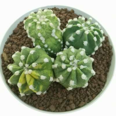 Echinopsis subdenudata cv. fuzzy navel f. variegata - Giromagi