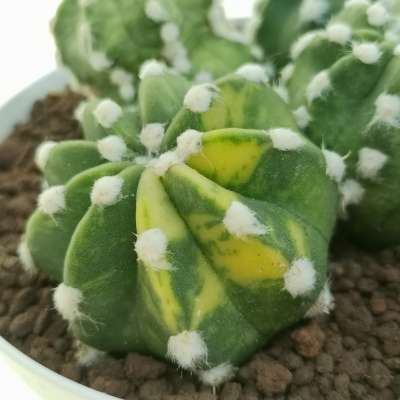 Echinopsis subdenudata cv. fuzzy navel f. variegata - Giromagi
