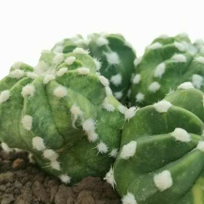 Echinopsis subdenudata cv. fuzzy navel f. variegata - Giromagi