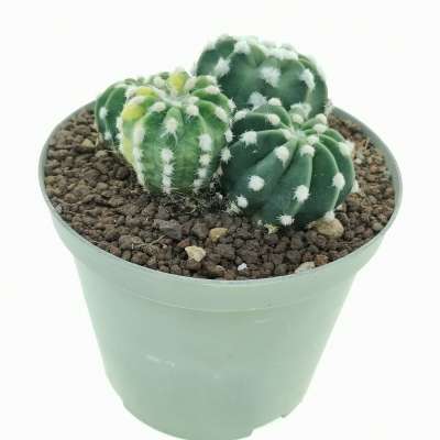 Echinopsis subdenudata cv. fuzzy navel f. variegata - Giromagi