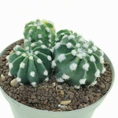 Echinopsis subdenudata cv. fuzzy navel f. variegata - Giromagi