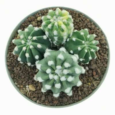 Echinopsis subdenudata cv. fuzzy navel f. variegata - Giromagi