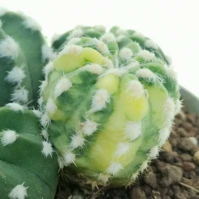 Echinopsis subdenudata cv. fuzzy navel f. variegata - Giromagi