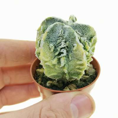 Astrophytum myriostigma cv. Fukuryu (type B) f. variegata - Giromagi