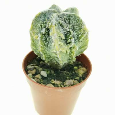Astrophytum myriostigma cv. Fukuryu (type B) f. variegata - Giromagi