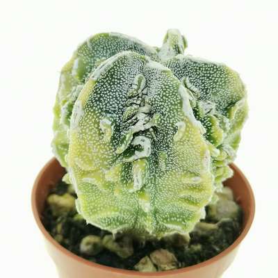 Astrophytum myriostigma cv. Fukuryu (type B) f. variegata - Giromagi