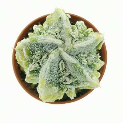 Astrophytum myriostigma cv. Fukuryu (type B) f. variegata - Giromagi