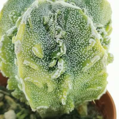 Astrophytum myriostigma cv. Fukuryu (type B) f. variegata - Giromagi