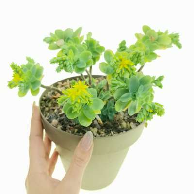 Sedum palmeri