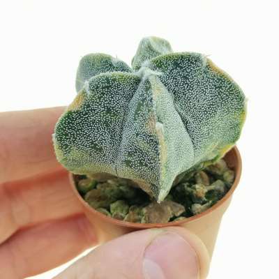 Astrophytum hybrid cv. Fukuryu f. variegata