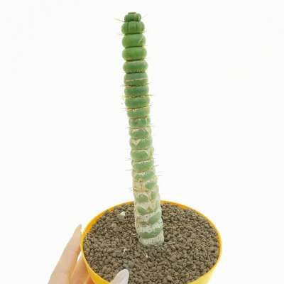 Eulychnia castanea cv. varispiralis f. spirale