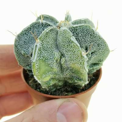 Astrophytum hybrid cv. fukuryu (Type B) Haku-Jo f. variegata