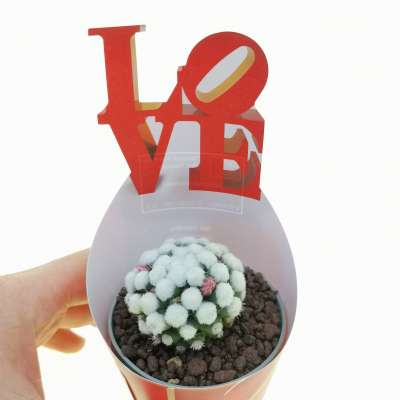 Pianta di Mammillaria gracilis cv. Oruga con fascetta 'San Valentino' - Giromagi
