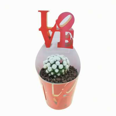 Pianta di Mammillaria gracilis cv. Oruga con fascetta 'San Valentino' - Giromagi
