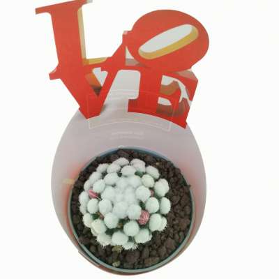 Pianta di Mammillaria gracilis cv. Oruga con fascetta 'San Valentino' - Giromagi