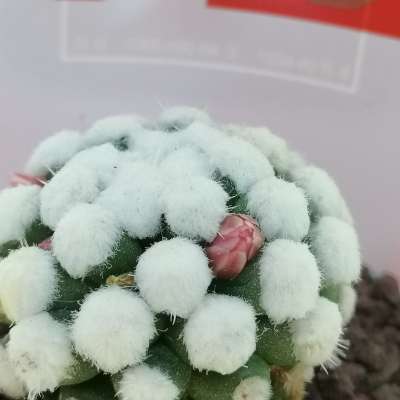 Pianta di Mammillaria gracilis cv. Oruga con fascetta 'San Valentino' - Giromagi