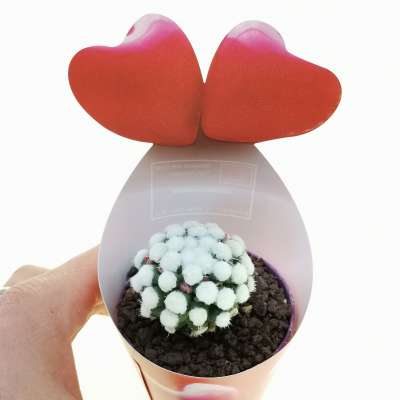 Pianta di Mammillaria gracilis cv. Oruga con fascetta 'San Valentino' - Giromagi