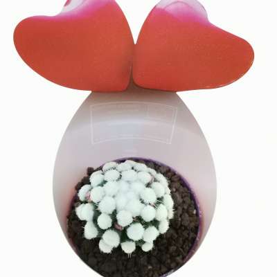 Pianta di Mammillaria gracilis cv. Oruga con fascetta 'San Valentino' - Giromagi