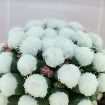 Pianta di Mammillaria gracilis cv. Oruga con fascetta 'San Valentino' - Giromagi