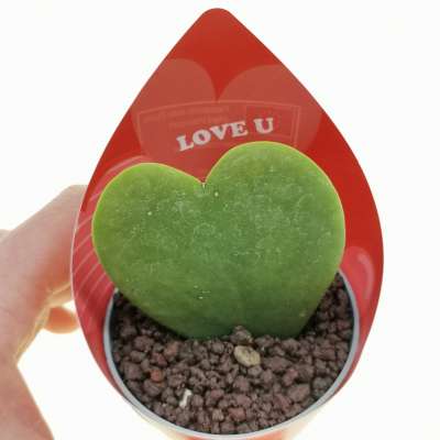 Pianta di Hoya kerrii con fascetta 'San Valentino' - Giromagi
