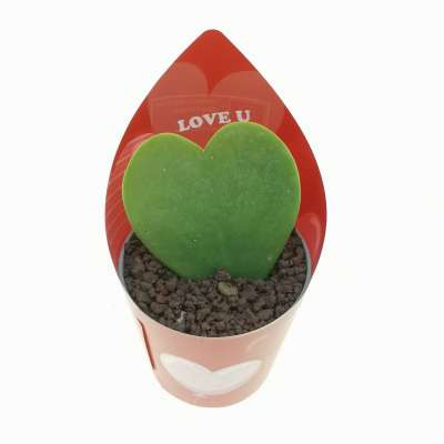 Pianta di Hoya kerrii con fascetta 'San Valentino' - Giromagi
