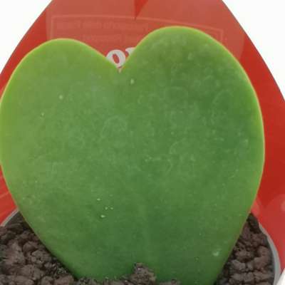 Pianta di Hoya kerrii con fascetta 'San Valentino' - Giromagi