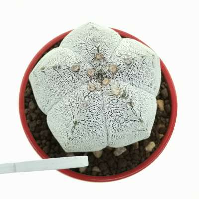 Pianta di Astrophytum myriostigma cv. Onzuka V-type in vaso design di ceramica 'San Valentino' - Giromagi