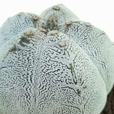 Pianta di Astrophytum myriostigma cv. Onzuka V-type in vaso design di ceramica 'San Valentino' - Giromagi