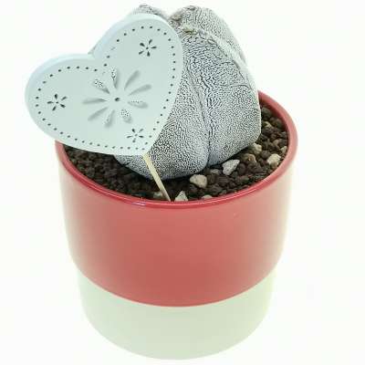 Pianta di Astrophytum myriostigma cv. Onzuka V-type in vaso design di ceramica 'San Valentino' - Giromagi