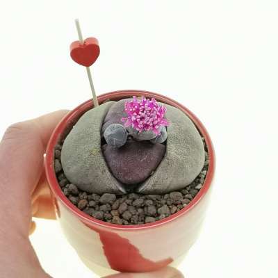 Pianta di Pleiospilos nelii 'Royal Flush' in vaso design di ceramica 'San Valentino' - Giromagi