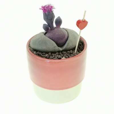 Pianta di Pleiospilos nelii 'Royal Flush' in vaso design di ceramica 'San Valentino' - Giromagi