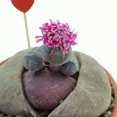 Pianta di Pleiospilos nelii 'Royal Flush' in vaso design di ceramica 'San Valentino' - Giromagi