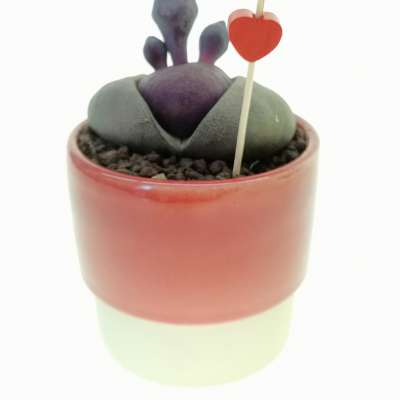Pianta di Pleiospilos nelii 'Royal Flush' in vaso design di ceramica 'San Valentino' - Giromagi