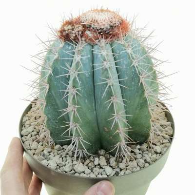 Melocactus azureus