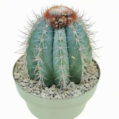 Melocactus azureus - Giromagi