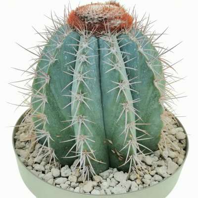 Melocactus azureus - Giromagi