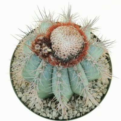 Melocactus azureus - Giromagi