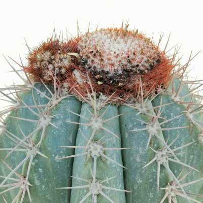 Melocactus azureus - Giromagi