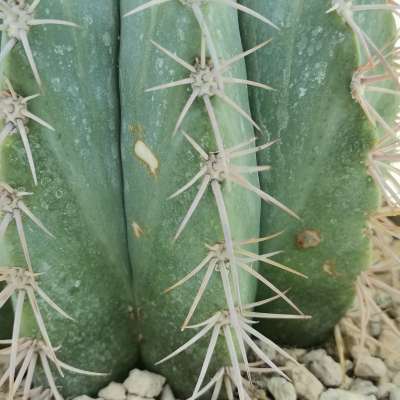 Melocactus azureus - Giromagi