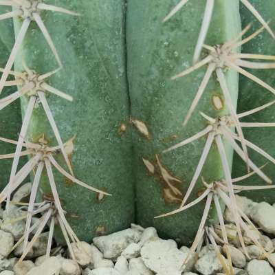 Melocactus azureus - Giromagi