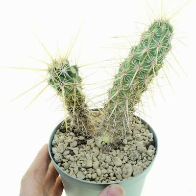 Echinocereus brandegeei