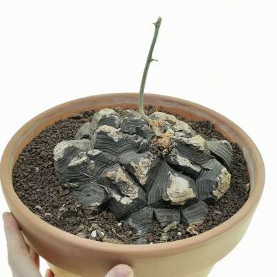 Testudinaria (dioscorea) elephantipes (Old plant)