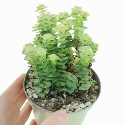 Crassula perforata f. variegata
