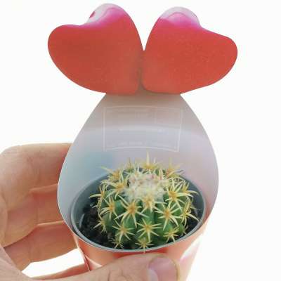 Pianta di Echinocactus grusonii var intermedius (Cuscino della suocera) con fascetta 'San Valentino' - Giromagi