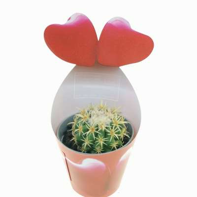 Pianta di Echinocactus grusonii var intermedius (Cuscino della suocera) con fascetta 'San Valentino' - Giromagi