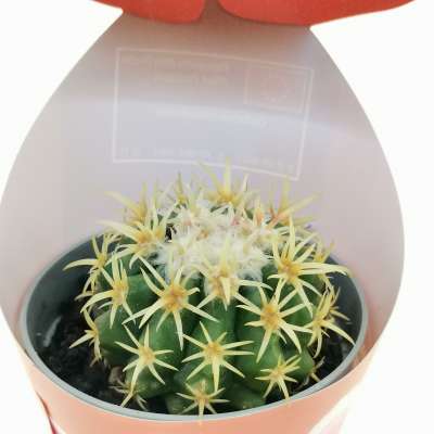 Pianta di Echinocactus grusonii var intermedius (Cuscino della suocera) con fascetta 'San Valentino' - Giromagi