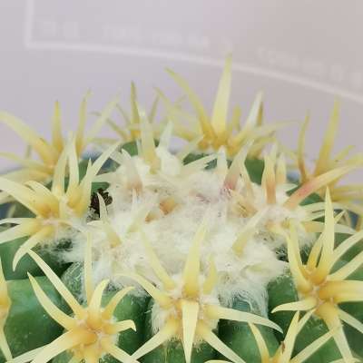 Pianta di Echinocactus grusonii var intermedius (Cuscino della suocera) con fascetta 'San Valentino' - Giromagi