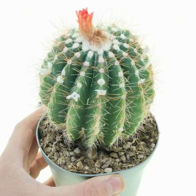 Parodia laui