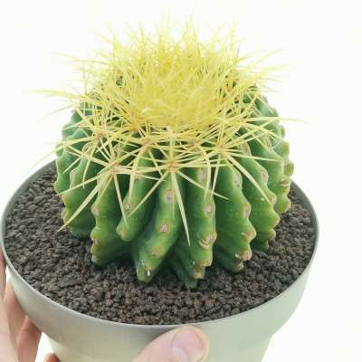 Echinocactus grusonii (Rare form) (Cuscino della suocera)